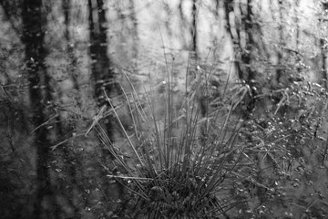 Sumpf und Natur in schwarz und weiß zur Winterzeit