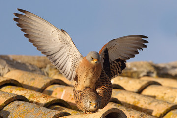 Lesser kestrel male and female in the mating season