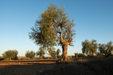 Olivo, Olea europaea, en la Vía de la Plata entre Villafranca de los Barros y Torremejía.