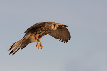 Lesser kestrel female flying with the first light of day