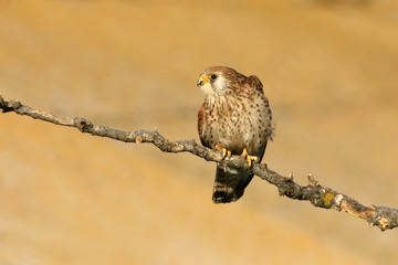 Lesser kestrel adult female at their regular perch in their nesting ground in the last light of day