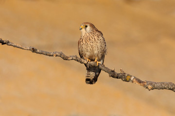 Lesser kestrel adult female with the first light of day
