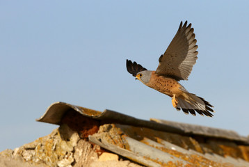 Lesser kestrel adult male flying first thing in the day