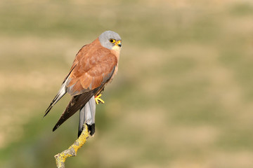 Male of Lesser kestrel, birds, falcons, kestrel, Falco naunanni