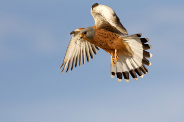 Male of Lesser kestrel flying, falcons, birds, lesser, kestrel, Falco naumanni