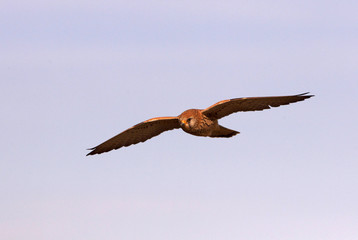 Lesser kestrel adult female with the first light of day