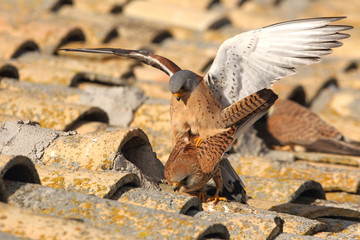 Lesser kestrel male and female in the mating season