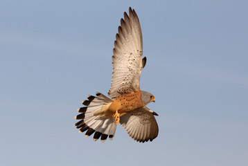 Lesser kestrel adult male flying first thing in the day
