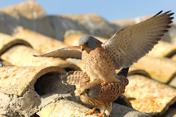 Lesser kestrel, falcons, raptors, falcons, lesser kestrel, kestrel, Falco naumanni