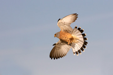 Male of Lesser kestrel flying, falcons, birds, lesser, kestrel, Falco naumanni