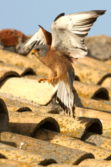 Lesser kestrel adult male flying first thing in the day