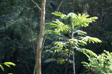 Vegetation in the tropical forest