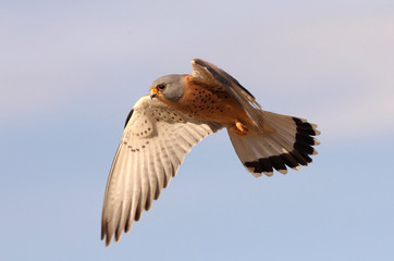 Male of Lesser kestrel flying, falcon, bird, lesser, kestrel