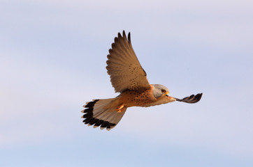 Male of Lesser kestrel flying, falcons, birds, lesser, kestrel, Falco naumanni