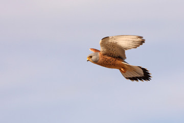 Lesser kestrel male flying with the first light of day