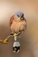 Male of Lesser kestrel, birds, falcons, kestrel, Falco naunanni