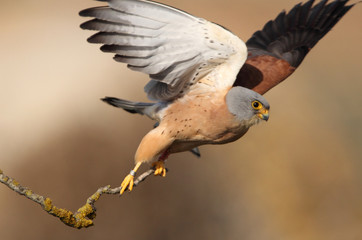 Male of Lesser kestrel with the first light of day, Falco naumanni