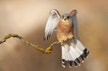 Lesser kestrel, falcons, raptors, falcons, lesser kestrel, kestrel, Falco naumanni