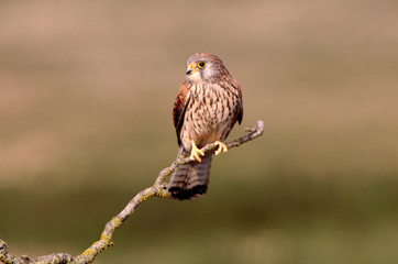 Lesser kestrel adult female with the first light of day