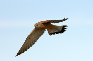 Male of Lesser kestrel flying, falcon, bird, lesser, kestrel