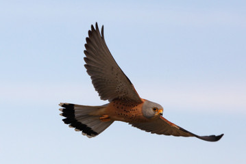 Male of Lesser kestrel flying, falcon, bird, lesser, kestrel