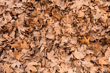 Fallen dry sycamore leaves on the ground