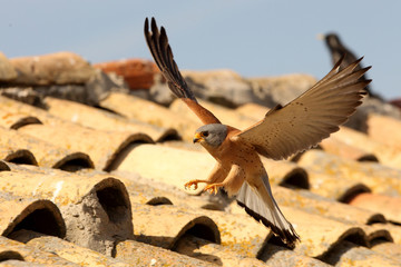 Male of Lesser kestrel flying, falcons, birds, Falco naunanni