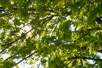 Fototapeta na wymiar Early Spring: Branches with new bright green leafs and sun flare
