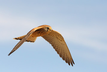 Lesser kestrel female flying with the first light of day