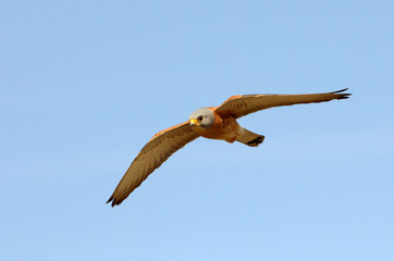 Lesser kestrel, falcons, raptors, falcons, lesser kestrel, kestrel, Falco naumanni