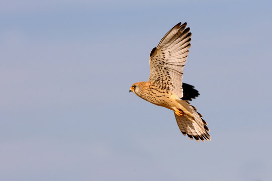 Lesser kestrel female flying with the first light of day