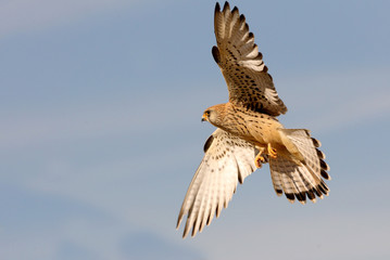 Lesser kestrel female flying with the first light of day