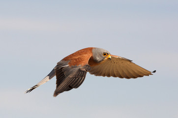 Male of Lesser kestrel flying, falcons, birds, Falco naunanni
