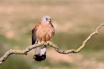 Male of Lesser kestrel with the first light of day, Falco naumanni