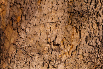 Background texture of sycamore bark