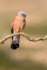 Lesser kestrel male with the first light of day