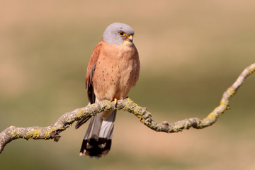 Lesser kestrel, falcons, raptors, falcons, lesser kestrel, kestrel, Falco naumanni