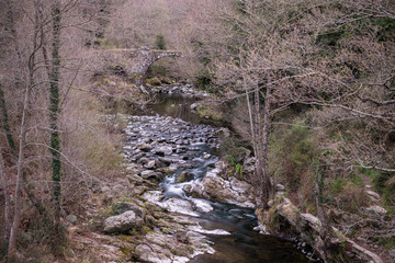 Stream flowing through the forest in winter