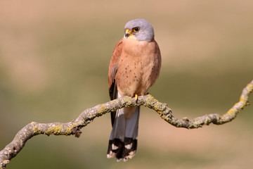 Lesser kestrel male with the first light of day