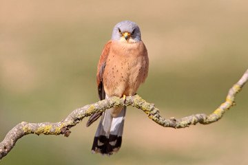 Male of Lesser kestrel, birds, falcons, kestrel, Falco naunanni