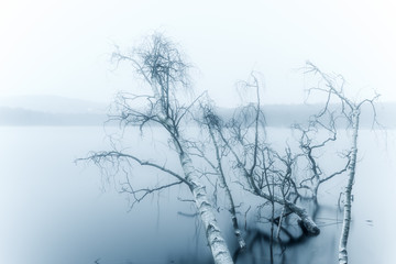 Trees lying in water, Sweden.