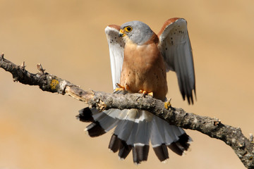 Male of Lesser kestrel, birds, falcons, kestrel, Falco naunanni