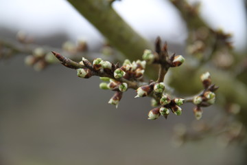 Budding branch of an mirabelle plums tree orchard
