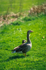 Toulouse goose (Oie de Toulouse)in a park in Meise Botanic Garden, Belgium