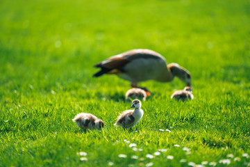 Egyptian Goslings with their Goose Mother on the background in a park in Meise Botanic Garden, Belgium