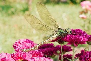 A beautiful large green dragonfly on bright purple chrysanthemum flowers on a blurred grass background. Dragonfly on a flower in macro view