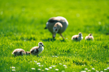 Egyptian Goslings with their Goose Mother on the background in a park in Meise Botanic Garden, Belgium