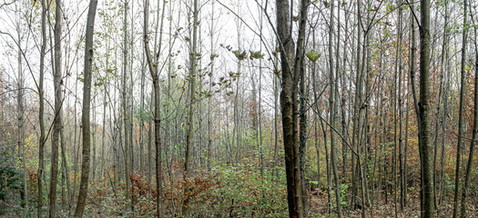 Obraz premium Forest Landscape In November