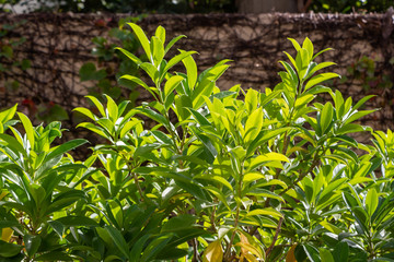 Green texture of Ficus bush branches with leaves we see in the photo