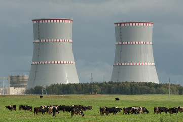 cows graze on the background of a nuclear power plant